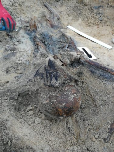 Wystające z ziemi kości znaleźli mieszkańcy wsi Wancerzów.