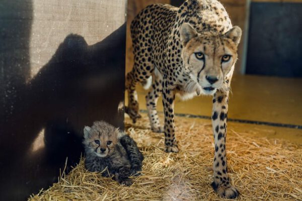 Małe gepardy wspierane przez UM Siemianowice, Śląskie ZOO