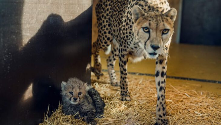 Małe gepardy wspierane przez UM Siemianowice, Śląskie ZOO