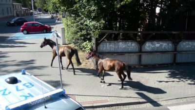 
Siemianowice: Zatrzymanie koni