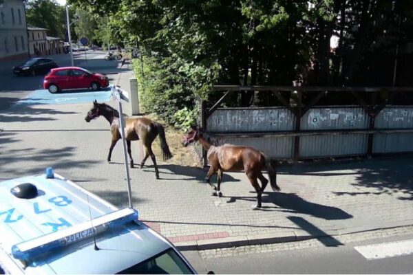 siemianowice ulica katowicka zatrzymanie koni