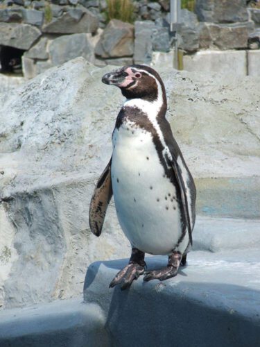 pingwin humbolta w śląskim zoo