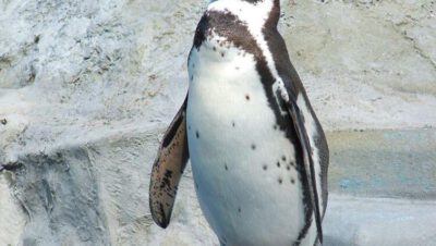 
Pingwin się wykluł w ZOO, czyli nachodzi zima.