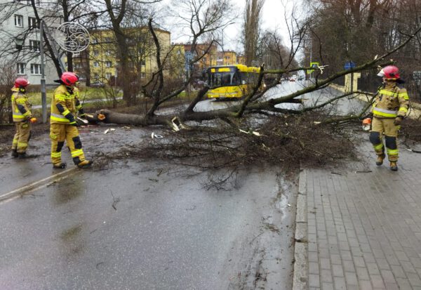 drzewo przewrócone na ulicę w siemianowicach śląskich