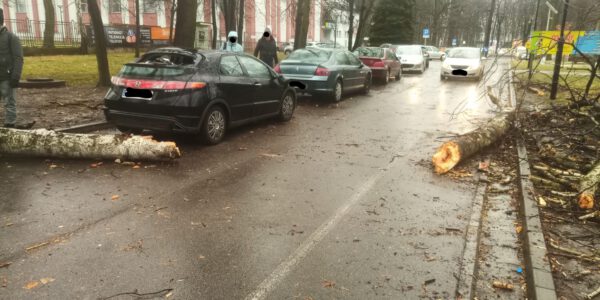 złamane i przewrócone drzewo na ulicę w mieście siemianowie śląskie