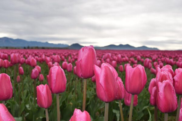 tulipany maj
