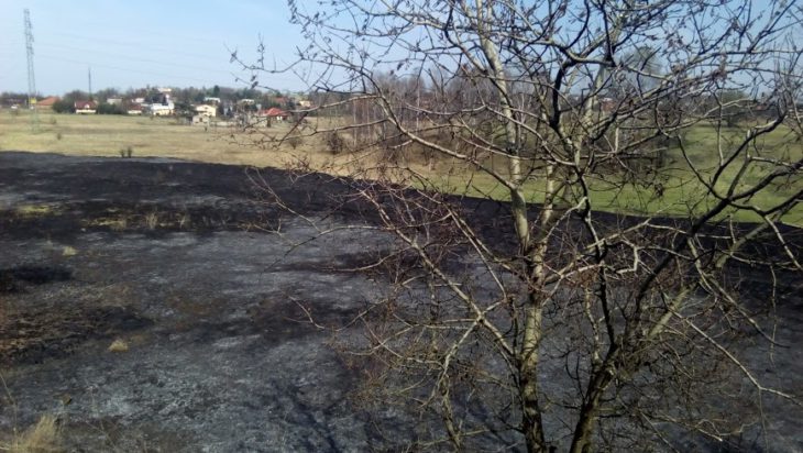 pogorzelisko po dużym pożarze łąk nad Brynicą w Wojkowicach